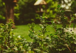 Živý plot vo dvore – v čom sú jeho najväčšie výhody?